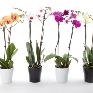 ORQUIDEAS GRANDES